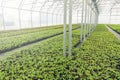 Greenhouse plant nursery. Spring Seedlings, Young plants growing Royalty Free Stock Photo