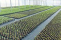 Greenhouse plant nursery. Spring Seedlings, Young plants growing Royalty Free Stock Photo
