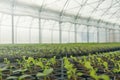 Greenhouse plant nursery. Spring Seedlings, Young plants growing