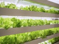 Greenhouse Plant row Grow with LED Light Indoor Farm Agriculture Technology Royalty Free Stock Photo