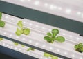 Greenhouse Plant row Grow with LED Light Indoor Farm Agriculture Technology Royalty Free Stock Photo