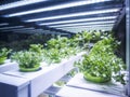 Greenhouse Plant row Grow with LED Light Indoor Farm Agriculture