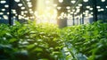 Greenhouse Plant row Grow with LED Light Indoor Farm Agriculture Technology. Generative Ai Royalty Free Stock Photo