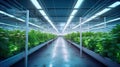 Greenhouse Plant row Grow with LED Light Indoor Farm Agriculture Technology. Generative Ai Royalty Free Stock Photo