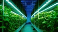 Greenhouse Plant row Grow with LED Light Indoor Farm Agriculture Technology. Generative Ai Royalty Free Stock Photo