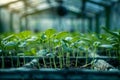 Greenhouse Plant Sprouts. Young and tender plant sprouts thriving inside greenhouses, nurtured under controlled conditions for