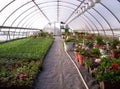 Greenhouse plants