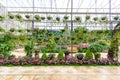 Greenhouse Plants and Flowers Show