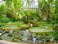 Greenhouse plants in garden tete d or Parc de la Tete d`Or in Lyon, France, pink water lilas, lotus. garden named by Gold Head