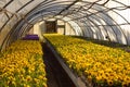 Greenhouse with plants