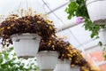 Greenhouse plants, modern business, blooming in spring, botanical exhibition, farm and garden