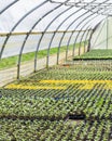 Many young plants in the greenhouse Royalty Free Stock Photo