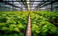 Greenhouse Plants in Rows. created by generative artificial intelligence Royalty Free Stock Photo