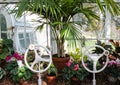 In the greenhouse - plants sit in window of conservatory with two victorian wheel cranks to open windows and a view of outside