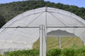 Greenhouse with plastic film which raised early tomatoes peppers Royalty Free Stock Photo