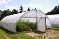 Greenhouse with plastic film which raised early tomatoes peppers Royalty Free Stock Photo