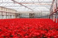 Greenhouse of Poinsettia Flowers