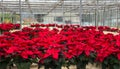 Greenhouse poinsettia red Christmas flower Royalty Free Stock Photo
