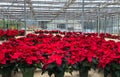 Greenhouse poinsettia red Christmas flower Royalty Free Stock Photo