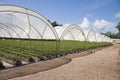 Greenhouse production agriculture