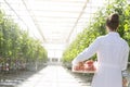 Rear view of scientist with tomatoes in crate by plants at greenhouse