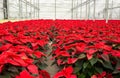 Greenhouse red poinsettia Christmas flowers Royalty Free Stock Photo