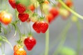 Greenhouse with rows of ripe big red lambada strawberries plants, ready for harvest, sweet tasty organic berry