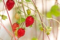 Greenhouse with rows of ripe big red wild strawberries plants, ready for harvest, sweet tasty organic berry