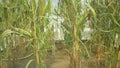 Greenhouse science research open top chambers climate change, corn maize Zea mays ear, scientific on genetics and genes