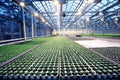 Greenhouse with seedling spring