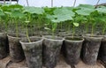 In the greenhouse, seedlings of cucumbers are grown in plastic pots