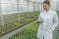 Greenhouse Seedlings Growth. Female Agricultural Engineer Royalty Free Stock Photo