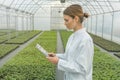 Greenhouse Seedlings Growth. Female Agricultural Engineer Royalty Free Stock Photo