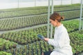 Greenhouse Seedlings Growth. Female Agricultural Engineer using tablet Royalty Free Stock Photo