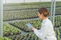 Greenhouse Seedlings Growth. Female Agricultural Engineer Royalty Free Stock Photo