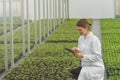 Greenhouse Seedlings Growth. Female Agricultural Engineer Royalty Free Stock Photo