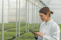 Greenhouse Seedlings Growth. Female Agricultural Engineer using tablet