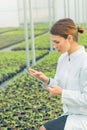 Greenhouse Seedlings Growth. Female Agricultural Engineer using tablet Royalty Free Stock Photo