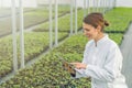 Greenhouse Seedlings Growth. Female Agricultural Engineer using tablet Royalty Free Stock Photo