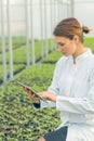 Greenhouse Seedlings Growth. Female Agricultural Engineer using tablet Royalty Free Stock Photo