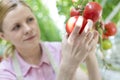 Serious farmer examining fresh organic tomatoes in greenhouse