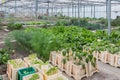 Greenhouse with several small vegetable gardens