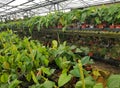 A greenhouse with shelves filled with beautiful Anthuriums and Philodendrons