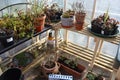 Greenhouse shelves with pots of different plants