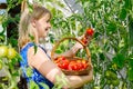 In the greenhouse smiling blond woman collects ripe red ecological tomatoes into a wicker basket. eco food home Royalty Free Stock Photo