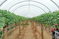 Greenhouse strawberry crop