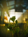 Greenhouse Sunset Leaves