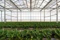 Greenhouse system for cultivation of strawberry. Aluminum Glass wall structure with water and lighting system