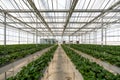 Greenhouse system for cultivation of strawberry. Aluminum Glass wall structure with water, lighting system and Galvanized Box Fans