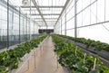 Greenhouse system for cultivation of strawberry. Aluminum Glass wall structure with water, lighting system and Galvanized Box Fans